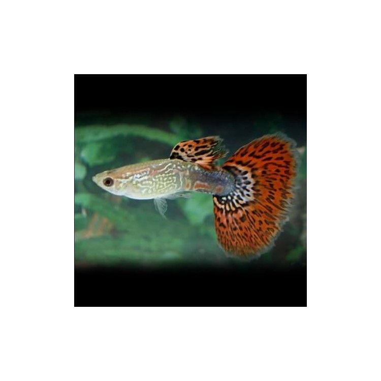 Poecilia reticulata male red butterfly - imagine 3